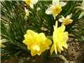 narcisi